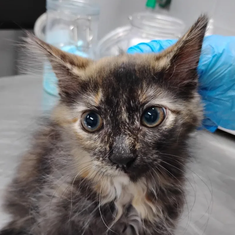 A baby small-sized female Black Domestic Short Hair cat named Embassy for adoption in Summerville, SC
