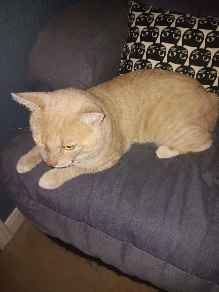 An adult medium-sized male Domestic Short Hair cat named Chuck for adoption in Luling, TX