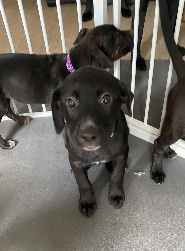 Rosa Barks thumbnail 4