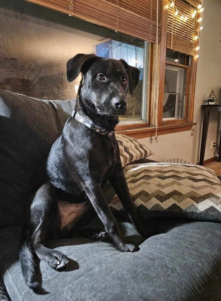 Rosa Barks thumbnail 5