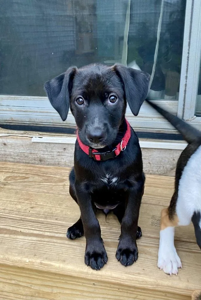 Rosa Barks thumbnail 6