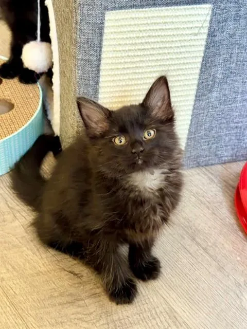 Jj