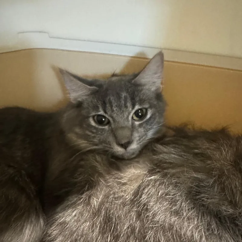 A baby small-sized female Gray / Blue / Silver Domestic Medium Hair cat named Zelda for adoption in Kyle, TX