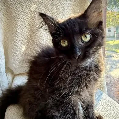 A baby small-sized female Domestic Long Hair cat named Beatrix for adoption in West Olive, MI