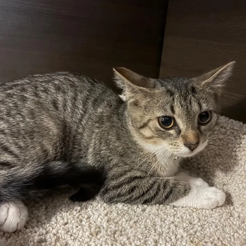 A baby small-sized female Brown / Chocolate Domestic Short Hair cat named Opal for adoption in Hamburg, NY