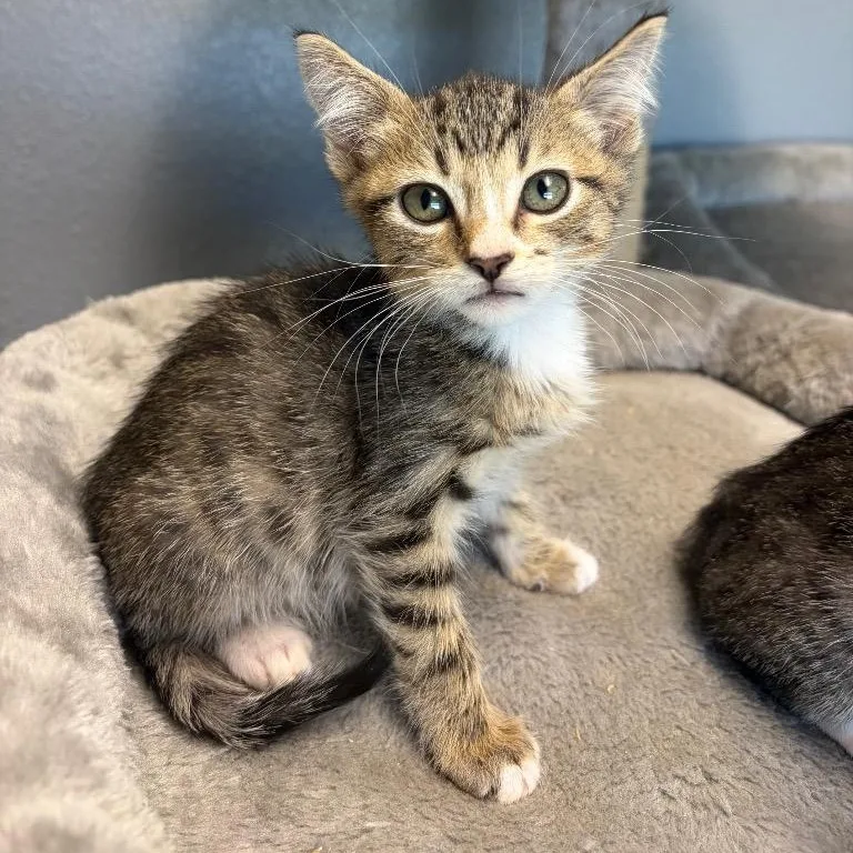 A young medium-sized male Tabby (Brown / Chocolate) Domestic Short Hair cat named Apollo for adoption in Nevada, MO