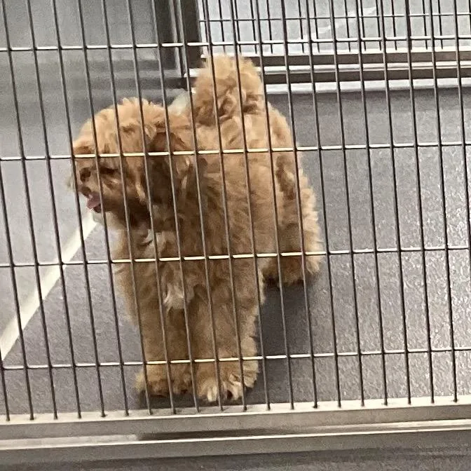An adult medium-sized female Apricot / Beige Lhasa Apso dog named Ruby Roo for adoption in Montgomery, AL