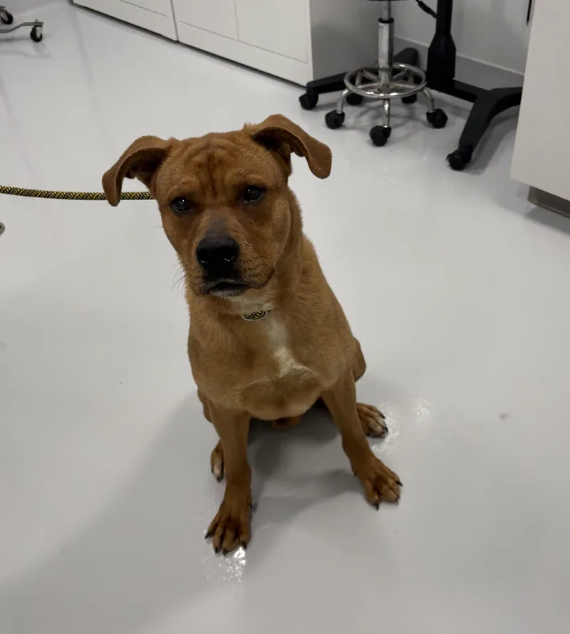 Clifford thumbnail 2