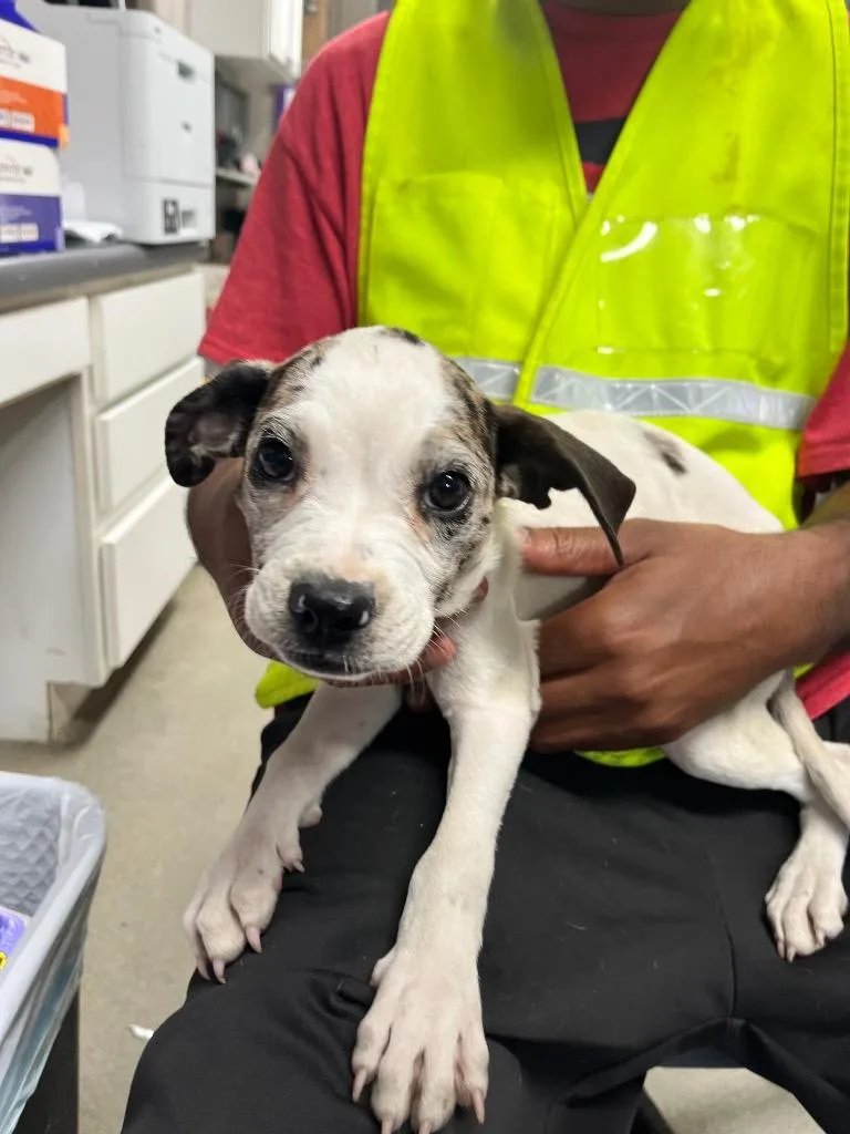 A baby small-sized female Terrier dog named Crystal for adoption in Hopkinsville, KY