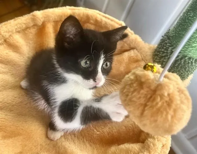 Parmesan
