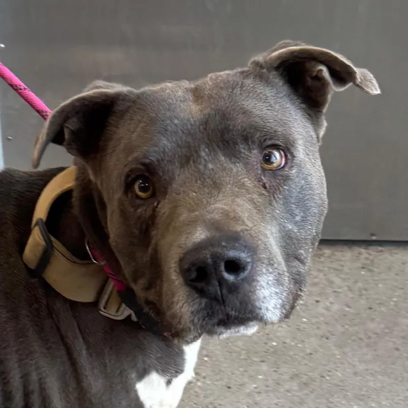 A senior medium-sized male Gray / Blue / Silver Mixed Breed dog named Zeus for adoption in Las Cruces, NM