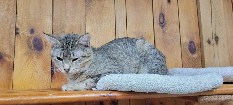 A young medium-sized male Tabby (Buff / Tan / Fawn) Tabby cat named Copperfield for adoption in Coventry, CT
