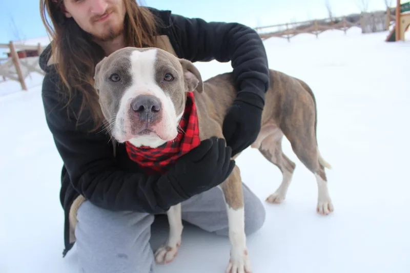 An adult large-sized male Brindle Pit Bull Terrier dog named Chubbs for adoption in Chestertown, MD