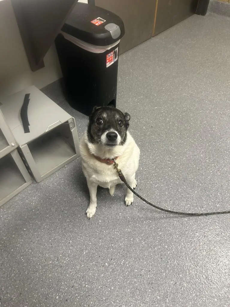 A senior large-sized female Canaan Dog dog named Arya for adoption in Greenfield, IN