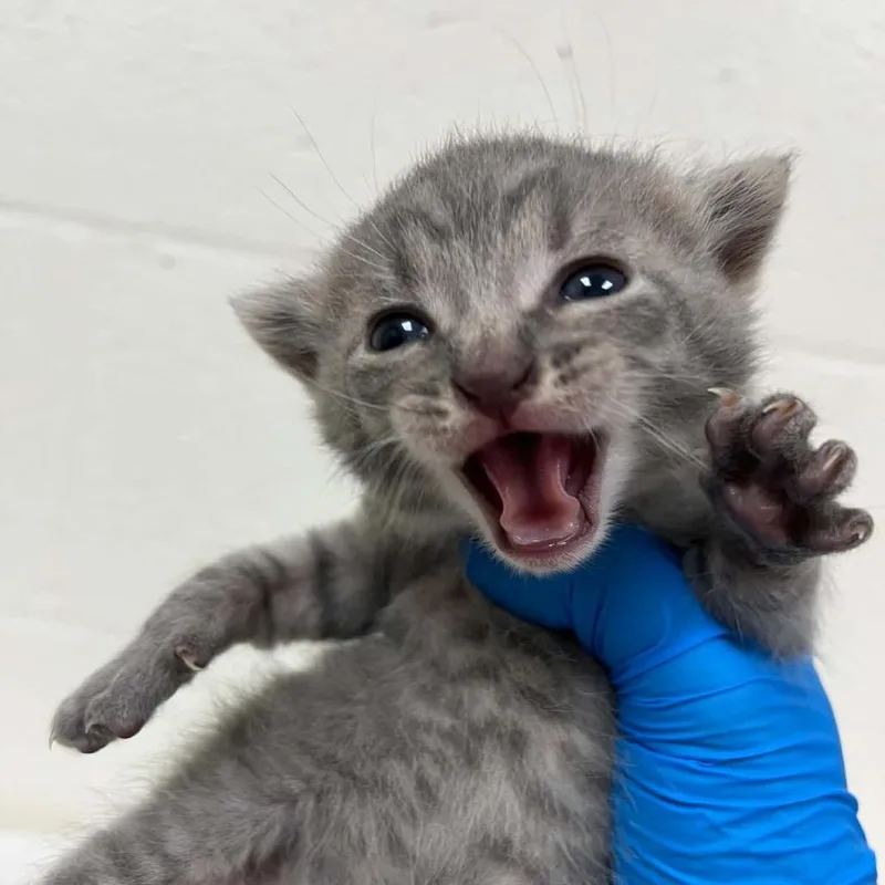 A baby small-sized male Gray / Blue / Silver Domestic Short Hair cat named Rook for adoption in Lyndhurst, VA