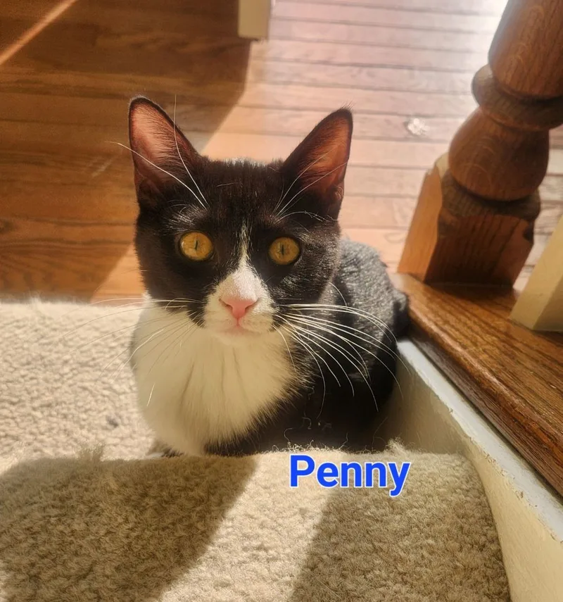 Penny
