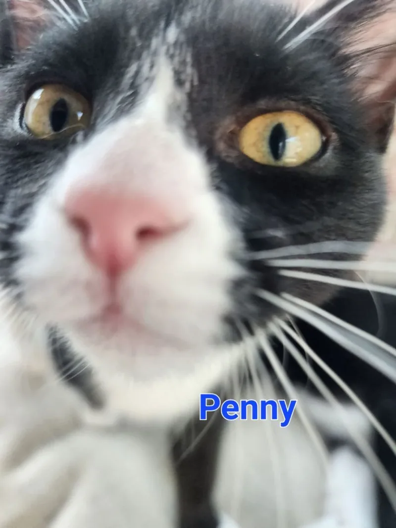 Penny thumbnail 4