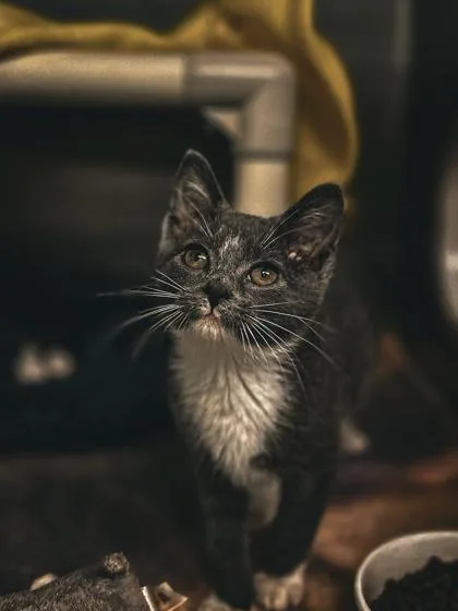A baby small-sized female Domestic Short Hair cat named Epona for adoption in Munster, IN