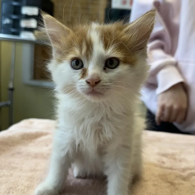 Beef Stewart thumbnail 2