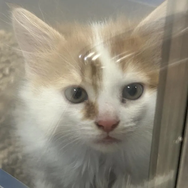 Beef Stewart thumbnail 3