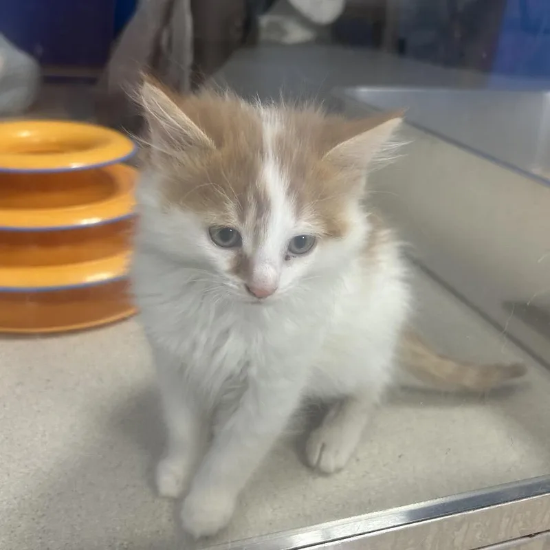 Beef Stewart thumbnail 4