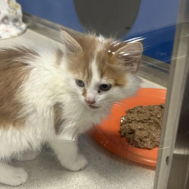 Beef Stewart thumbnail 5