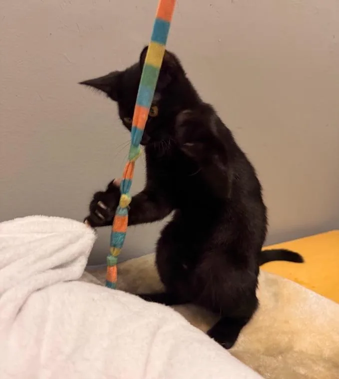 A baby small-sized female Black Domestic Short Hair cat named Bagpipe for adoption in Hudson, NH