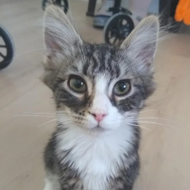 A baby small-sized male Gray / Blue / Silver Domestic Medium Hair cat named Boop for adoption in Las Vegas, NV