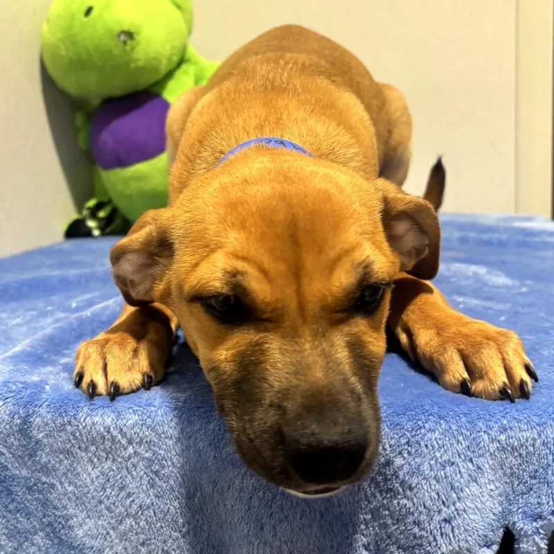 A baby medium-sized male Yellow / Tan / Blond / Fawn Labrador Retriever dog named Tikka for adoption in Tampa, FL