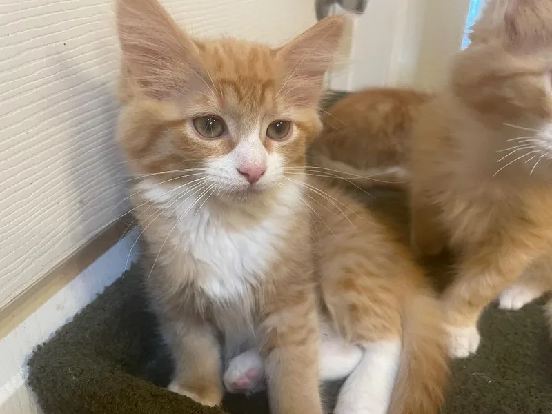 A baby medium-sized male Domestic Medium Hair cat named Pineapple for adoption in Thayne, WY