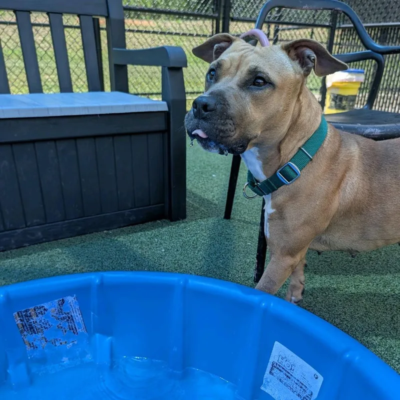 An adult medium-sized female Brown / Chocolate Pit Bull Terrier dog named Princess Hall for adoption in Greensboro, NC