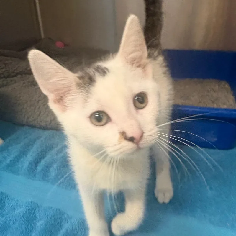 A baby small-sized female Brown / Chocolate Domestic Short Hair cat named Cornucopia for adoption in East Hanover, NJ