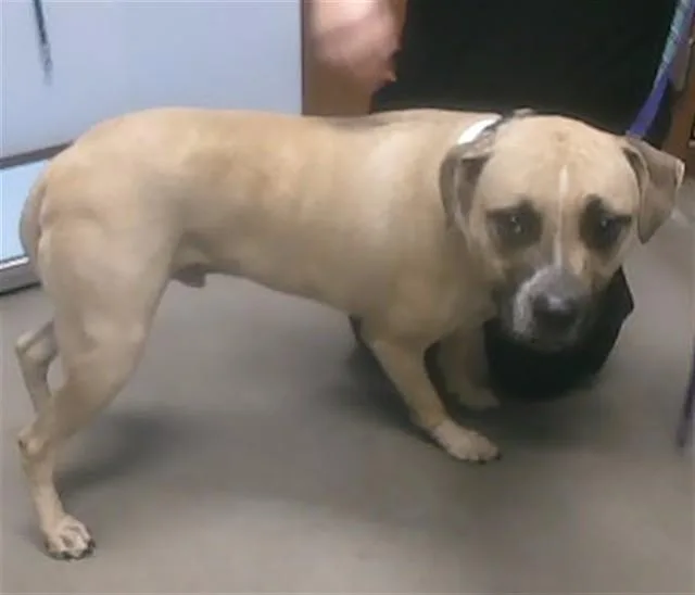 An adult large-sized male Pit Bull Terrier dog named Potato for adoption in Phoenix, AZ