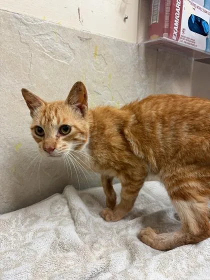 An adult small-sized male Domestic Short Hair cat named Casper for adoption in Honolulu, HI