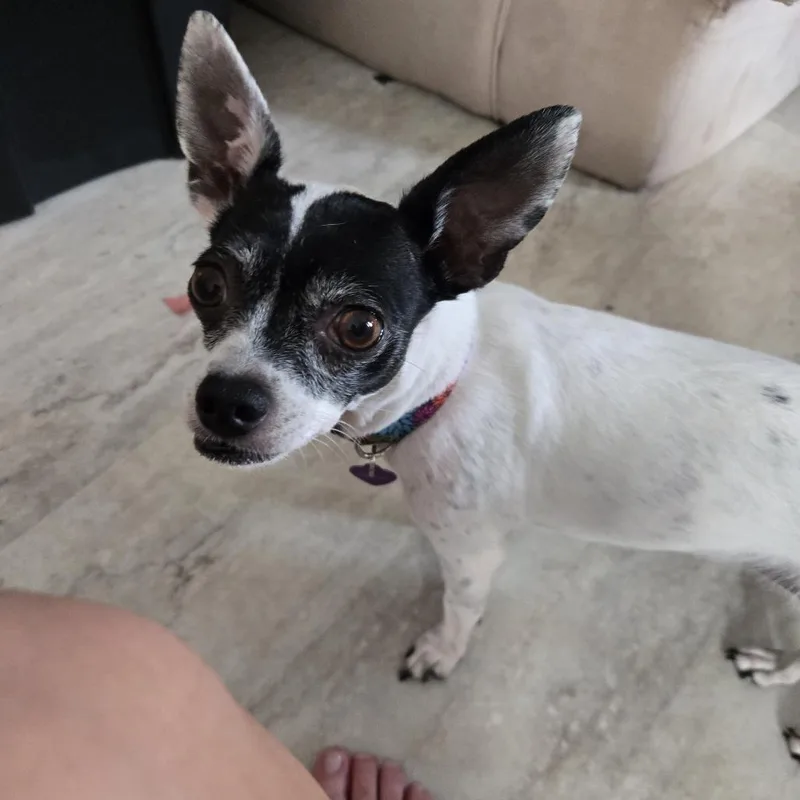 An adult small-sized female White / Cream Fox Terrier dog named Leona for adoption in Minneapolis, MN