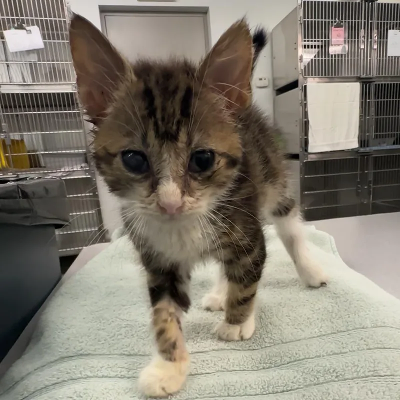 A baby small-sized male Brown / Chocolate Domestic Short Hair cat named Marble for adoption in Manhattan, KS