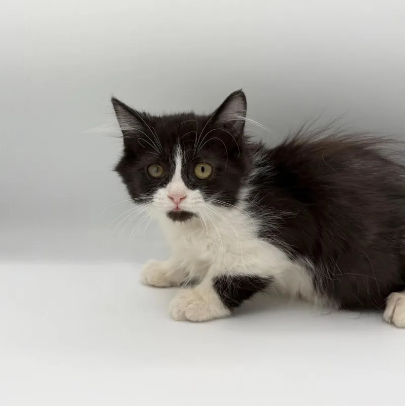 A baby medium-sized female Domestic Long Hair cat named Melly for adoption in State College, PA