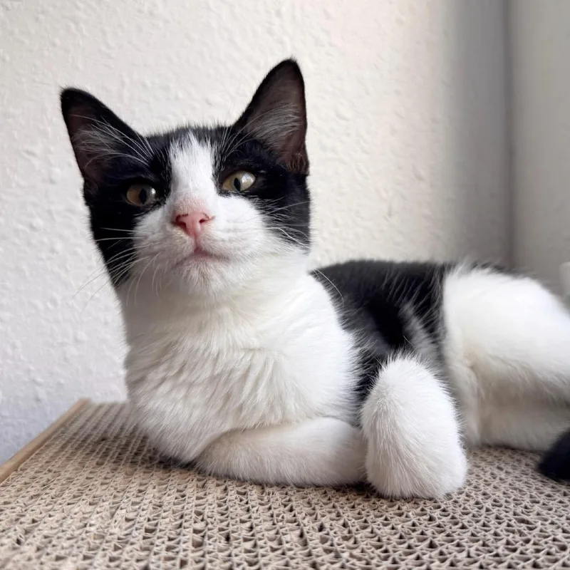 A baby medium-sized female Black & White / Tuxedo Domestic Short Hair cat named Chepita for adoption in Houston, TX