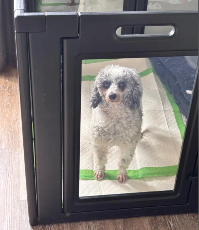 An adult small-sized female Miniature Poodle dog named Evelyn for adoption in Carroll, OH