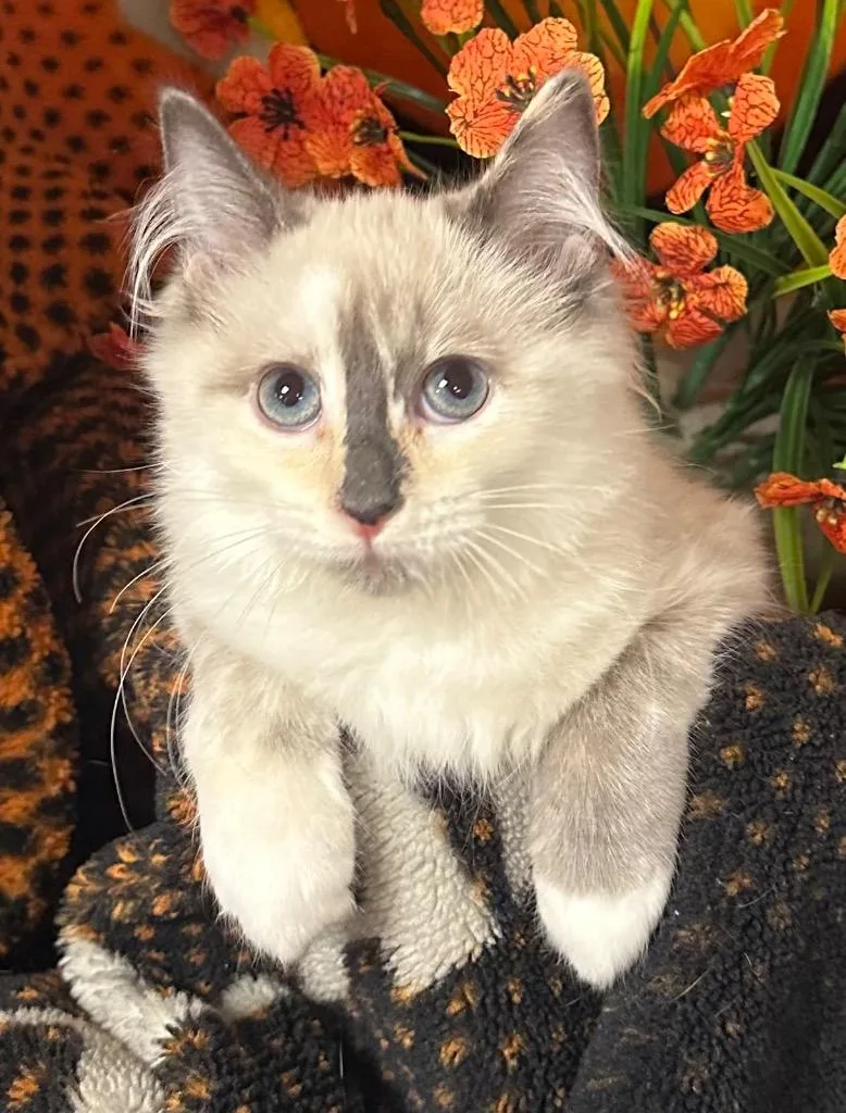 A baby small-sized female Domestic Short Hair cat named Dottie for adoption in Stillwater, OK