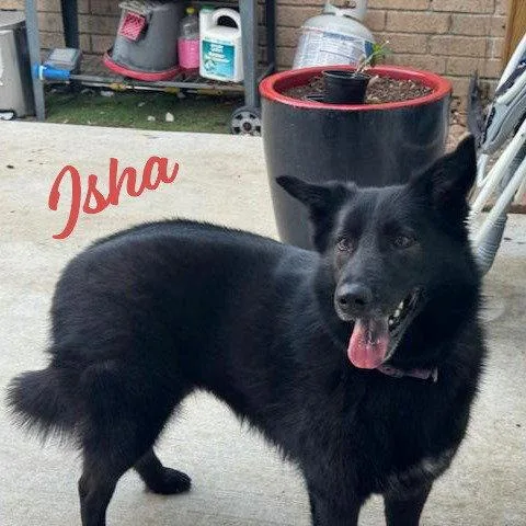 An adult medium-sized female Border Collie dog named Isha Loyallassie for adoption in Houston, TX