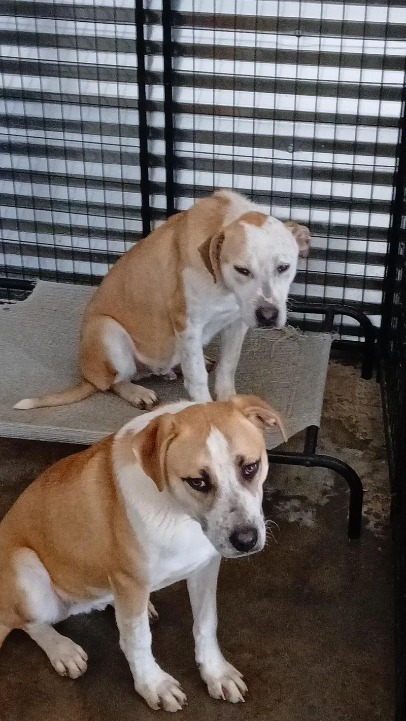 Wilber&bandit thumbnail 2