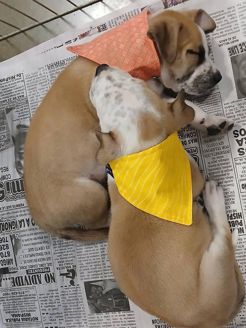 Wilber&bandit thumbnail 3