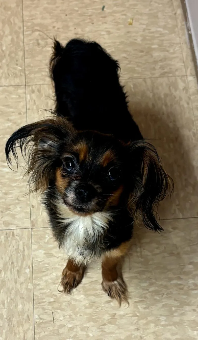 An adult small-sized female Black Papillon dog named 130 for adoption in Pawtucket, RI