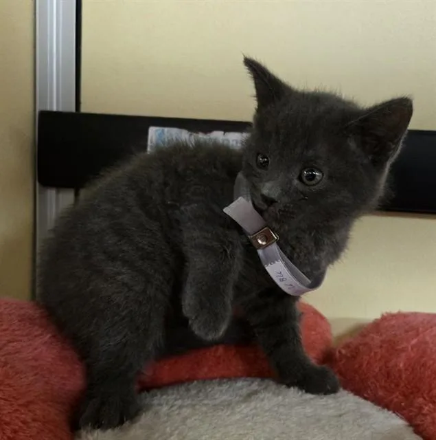 A baby medium-sized male Domestic Short Hair cat named Bobby for adoption in Lancaster, CA