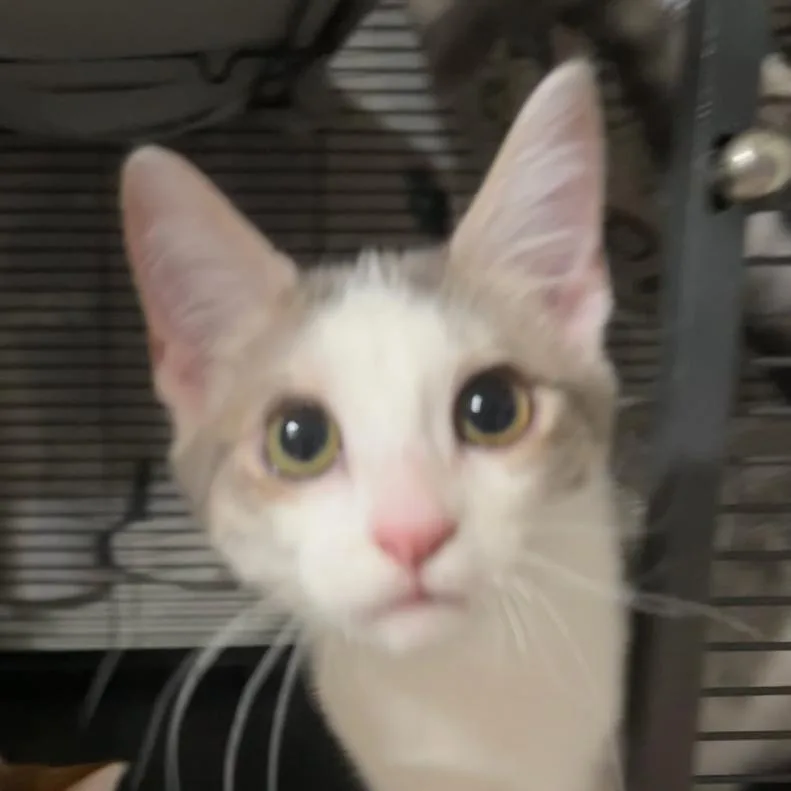 A baby small-sized female Gray / Blue / Silver Domestic Short Hair cat named Cymbalta for adoption in Odessa, TX