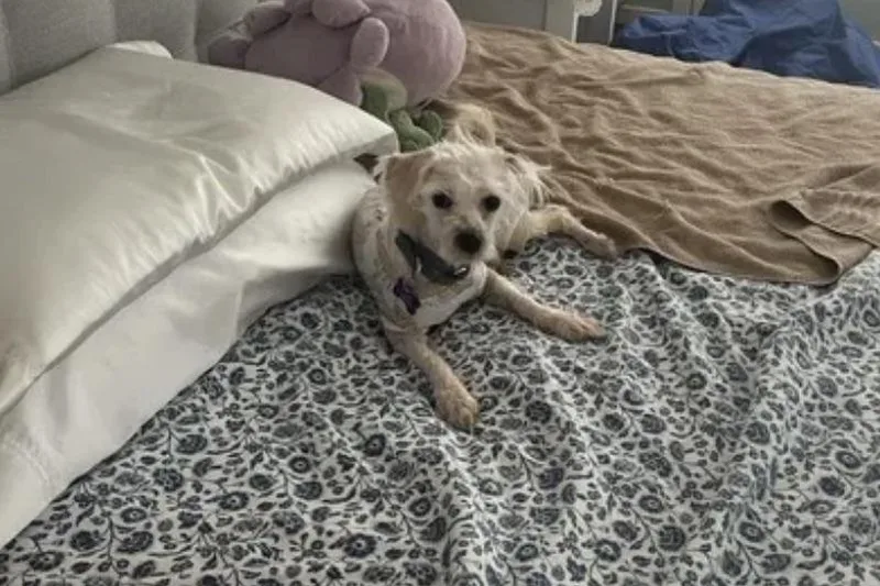 Rufus
