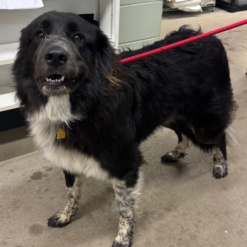 A young large-sized male Black Great Pyrenees dog named Dao for adoption in Marshalltown, IA
