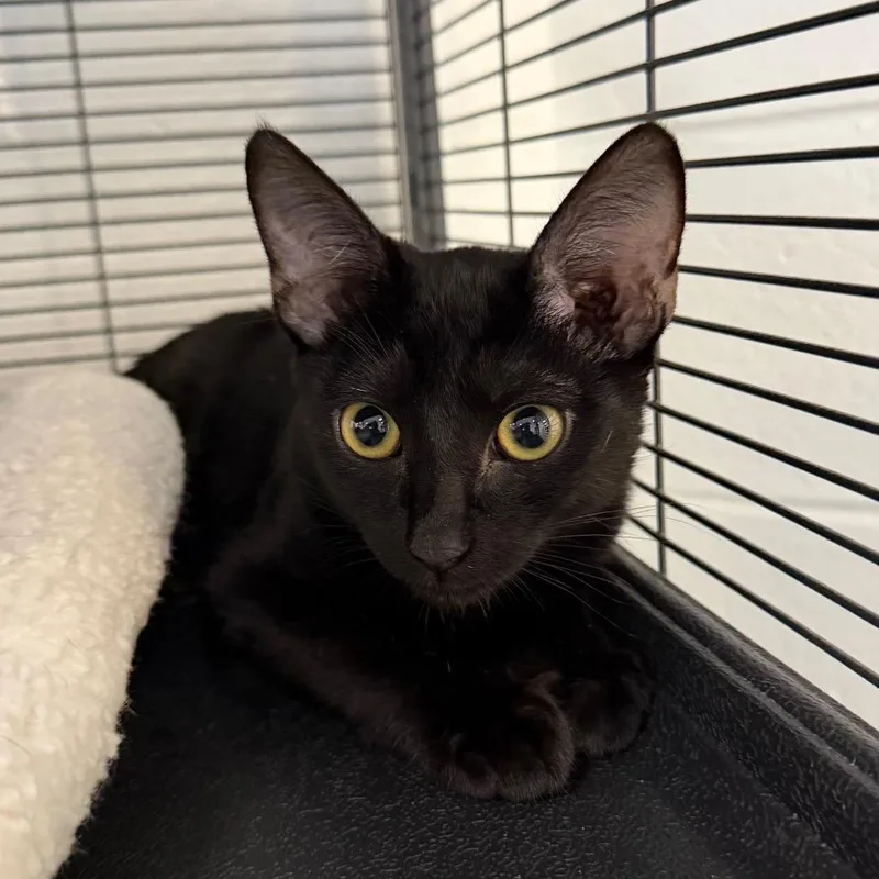 A baby small-sized female Black Domestic Short Hair cat named Winnie for adoption in Hampton Bays, NY