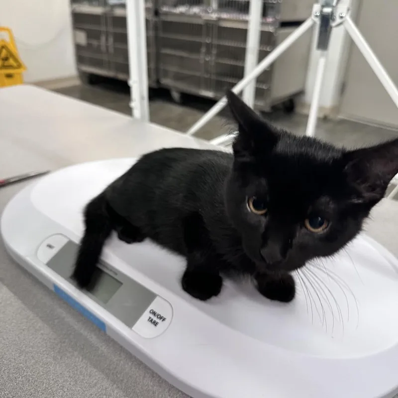 A baby small-sized male Black Domestic Short Hair cat named Jet for adoption in Manhattan, KS